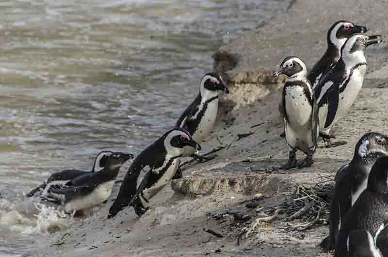23 - Pinguinos Africanos - saliendo del agua - parque nacional Table Mountain - Sudafrica